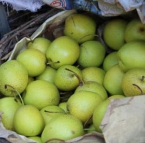 梅子九 雪梨  1500g 保质期7天